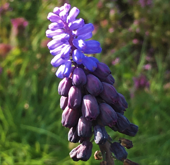 Muscari Latifolium